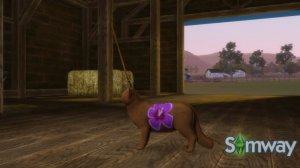 The Sims 3 Питомцы - Создание домашнего животного